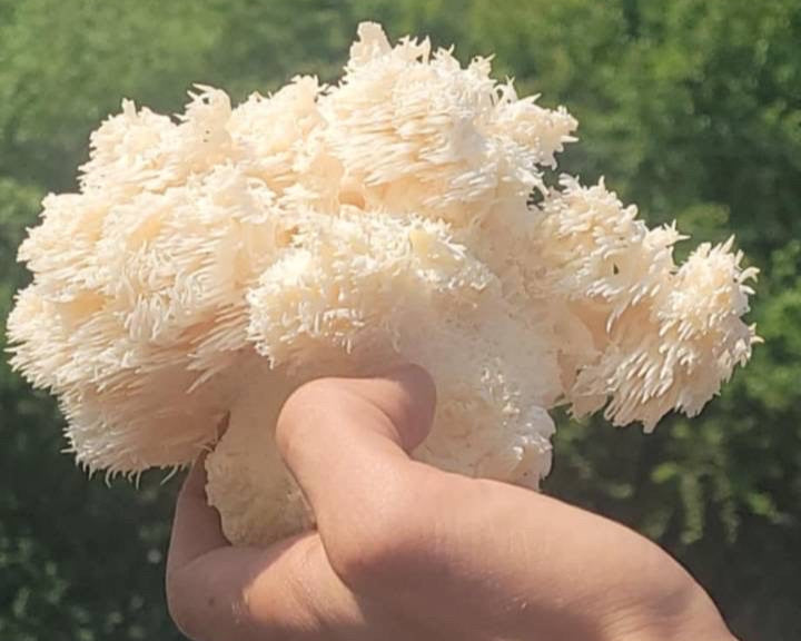 Lions mane Agar Plate