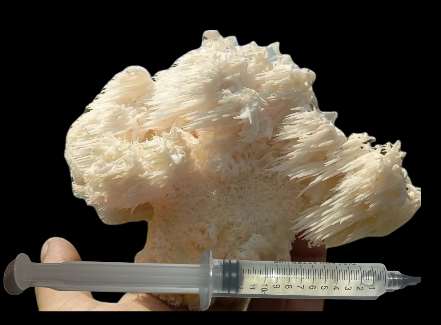 Lions mane Liquid Culture