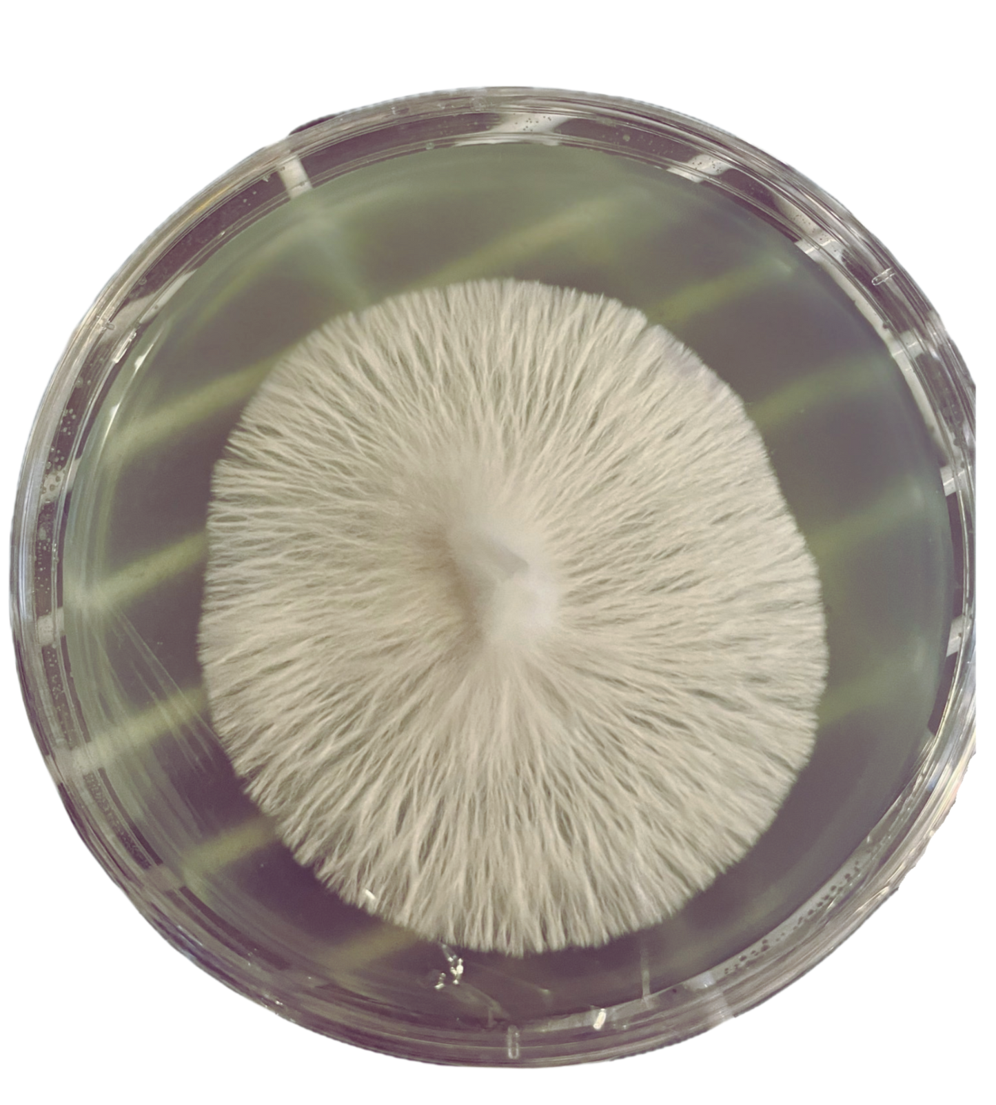 COLONIZED AGAR