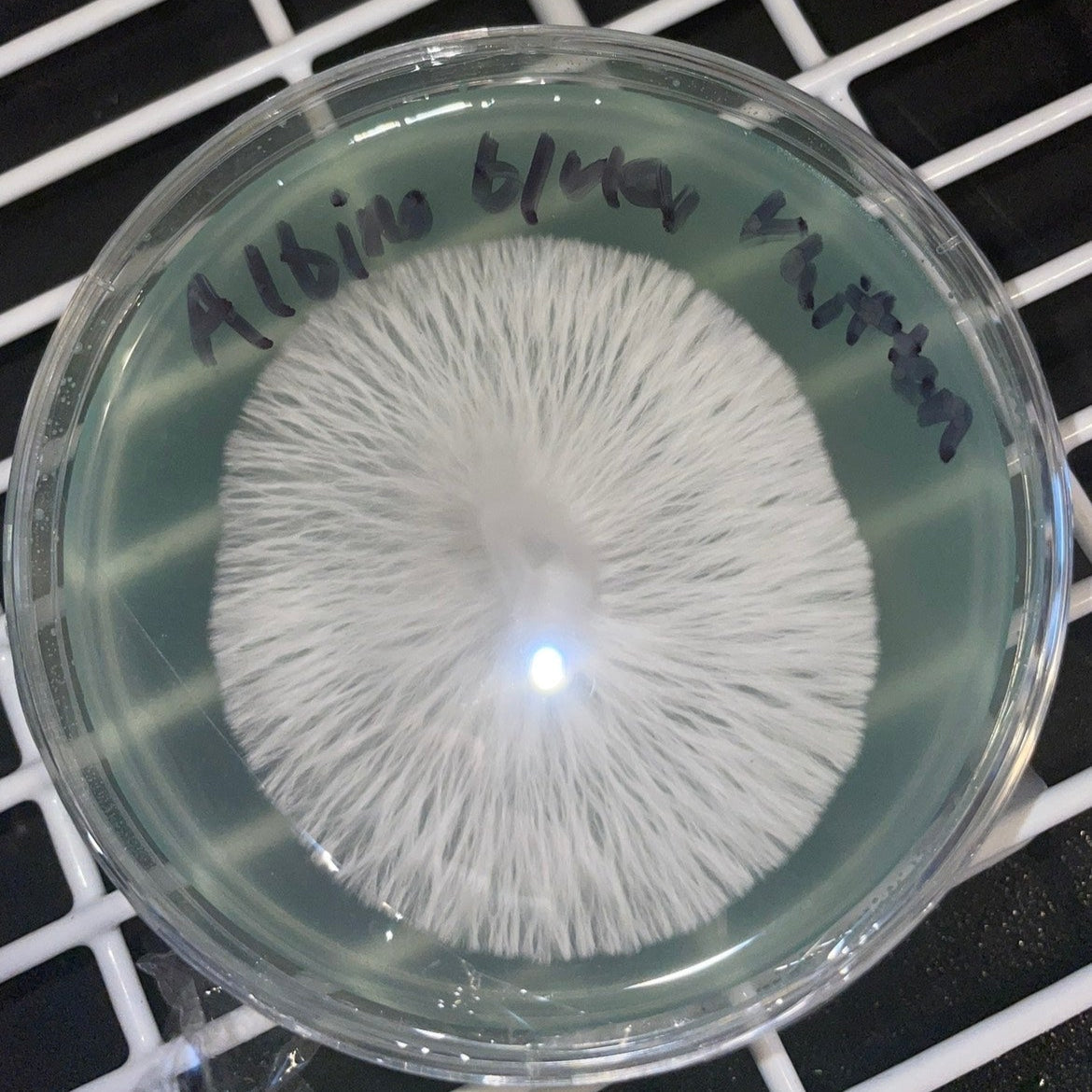 Pheno Isolations