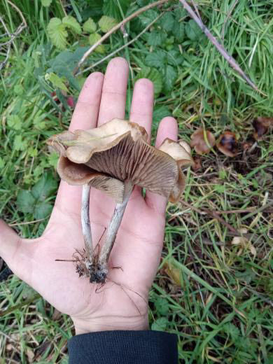 Woodlovers Cyanescens Lc