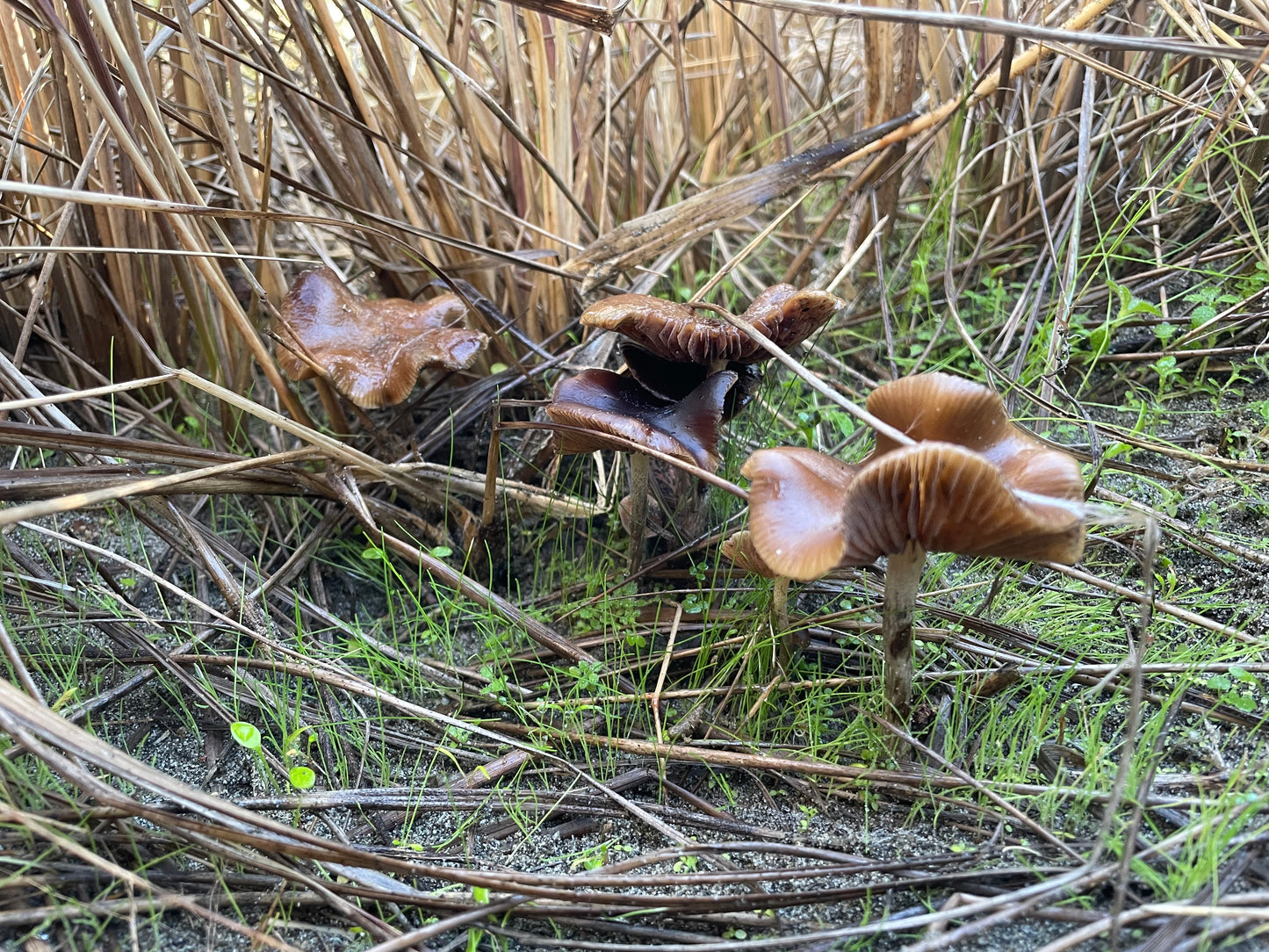 Woodlovers Cyanescens Lc