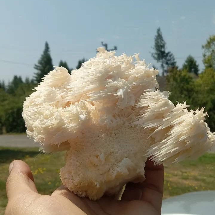 Lions mane Liquid Culture