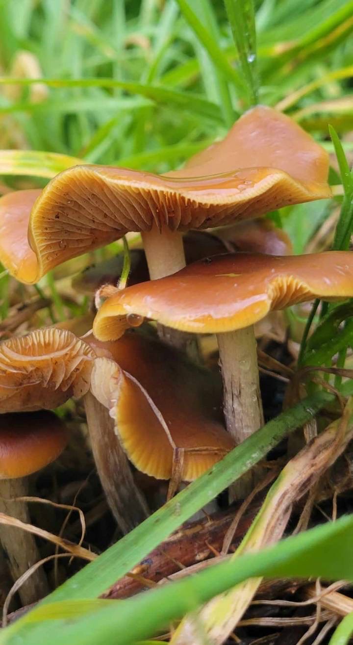 Woodlovers Cyanescens Lc