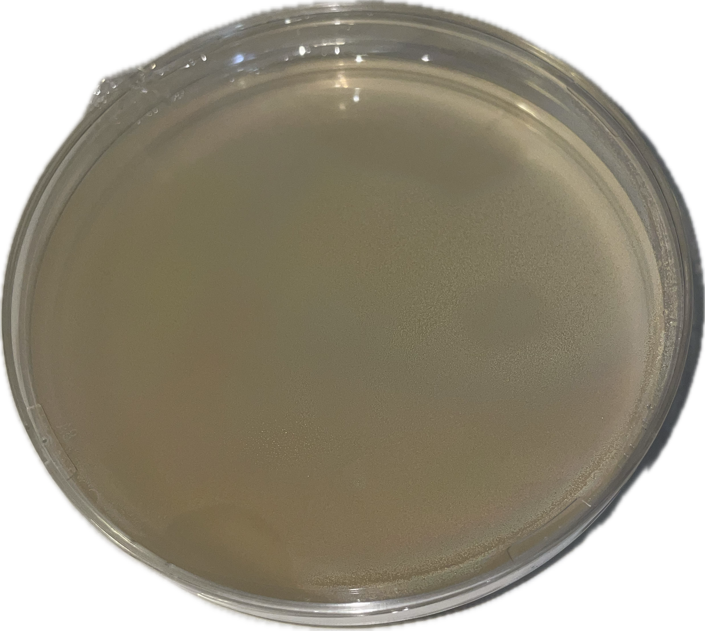 Agar Plate