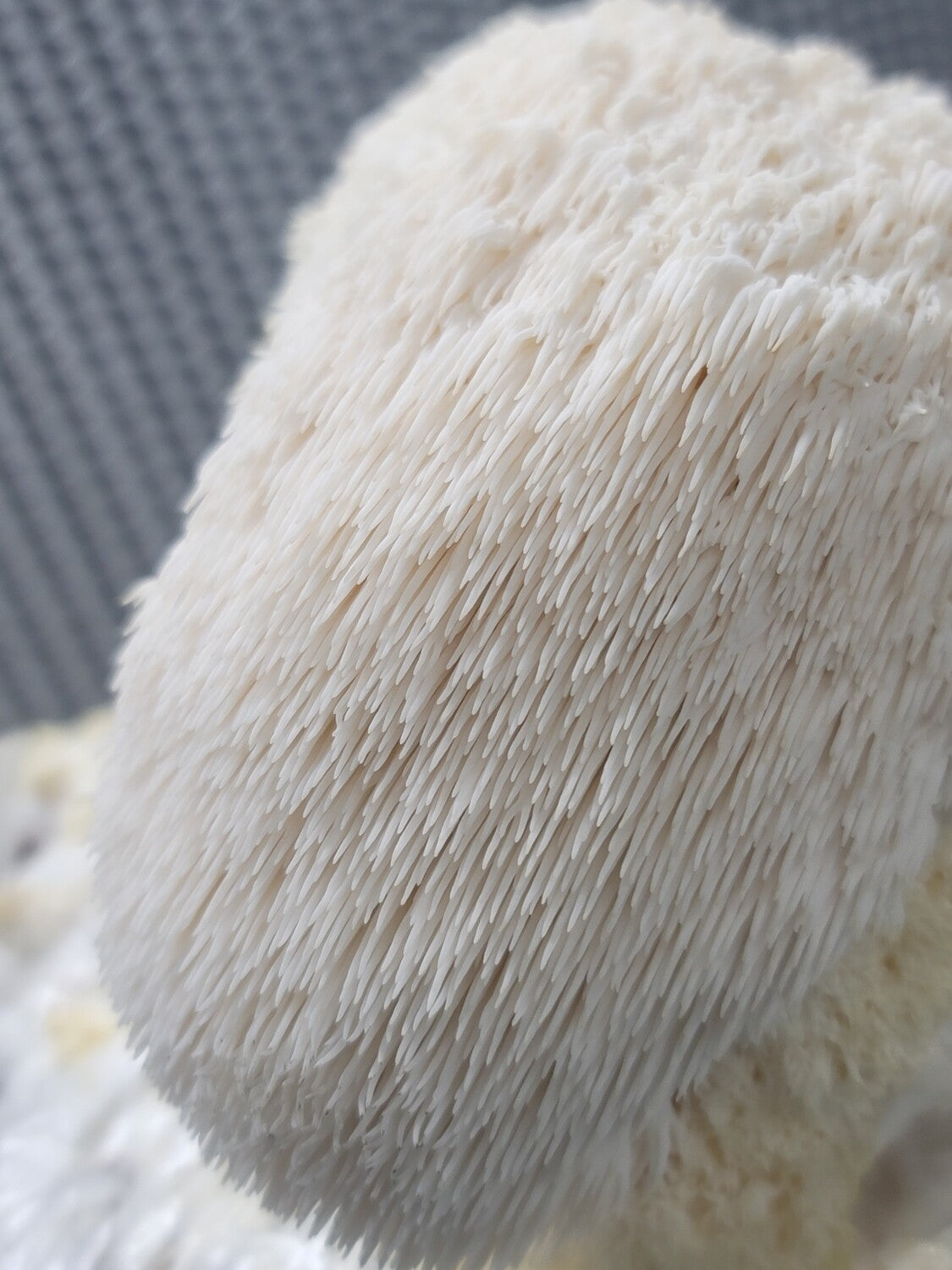 Lions mane Agar Plate