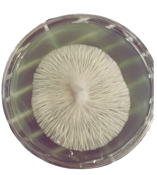COLONIZED AGAR
